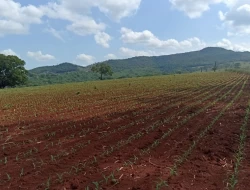 FAZENDA DE 18 HECTARES , PEQUI M.G.
