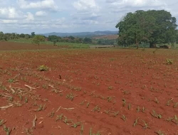 FAZENDA DE 18 HECTARES , PEQUI M.G.