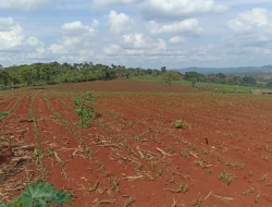 FAZENDA DE 18 HECTARES , PEQUI M.G.