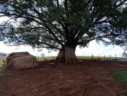 FAZENDA DE 18 HECTARES , PEQUI M.G.