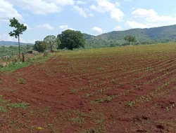 FAZENDA DE 18 HECTARES , PEQUI M.G.