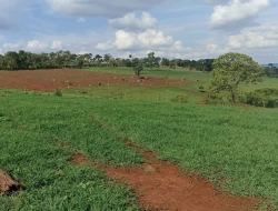 FAZENDA DE 18 HECTARES , PEQUI M.G.