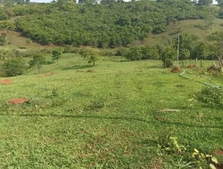 FAZENDA DE 18 HECTARES , PEQUI M.G.