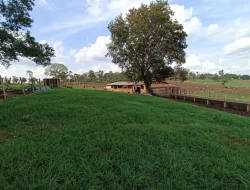 FAZENDA DE 18 HECTARES , PEQUI M.G.