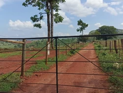 FAZENDA DE 18 HECTARES , PEQUI M.G.