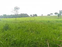 FAZENDA EM CARNEIROS