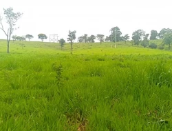 FAZENDA EM CARNEIROS