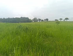 FAZENDA EM CARNEIROS