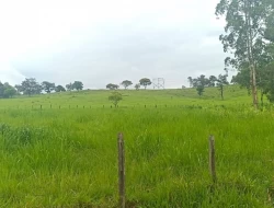 FAZENDA EM CARNEIROS
