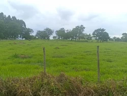 FAZENDA EM CARNEIROS