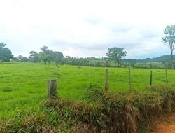 FAZENDA EM CARNEIROS