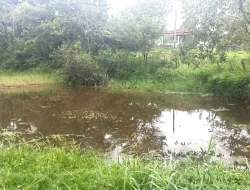 FAZENDA EM CARNEIROS