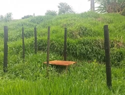 FAZENDA EM CARNEIROS