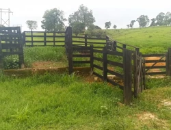 FAZENDA EM CARNEIROS