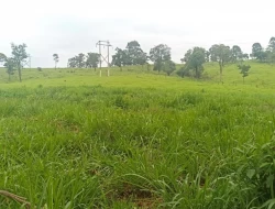 FAZENDA EM CARNEIROS