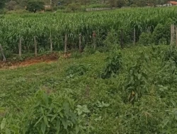 FAZENDA EM CARNEIROS