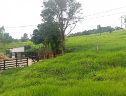 FAZENDA EM CARNEIROS