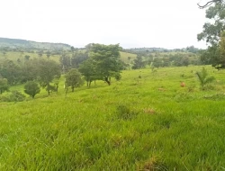 FAZENDA EM CARNEIROS