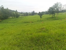 FAZENDA EM CARNEIROS