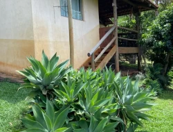 SÍTIO  DE 4 HECTARES- LOCALIZADO PRÓXIMO Á  BR-262 - APENAS 18 KM DO TREVO DE PARÁ DE MINAS.