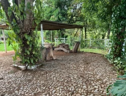 SÍTIO  DE 4 HECTARES- LOCALIZADO PRÓXIMO Á  BR-262 - APENAS 18 KM DO TREVO DE PARÁ DE MINAS.