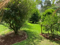 SÍTIO  DE 4 HECTARES- LOCALIZADO PRÓXIMO Á  BR-262 - APENAS 18 KM DO TREVO DE PARÁ DE MINAS.