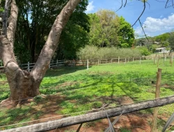 SÍTIO  DE 4 HECTARES- LOCALIZADO PRÓXIMO Á  BR-262 - APENAS 18 KM DO TREVO DE PARÁ DE MINAS.