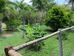 SÍTIO  DE 4 HECTARES- LOCALIZADO PRÓXIMO Á  BR-262 - APENAS 18 KM DO TREVO DE PARÁ DE MINAS.