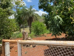 SÍTIO  DE 4 HECTARES- LOCALIZADO PRÓXIMO Á  BR-262 - APENAS 18 KM DO TREVO DE PARÁ DE MINAS.