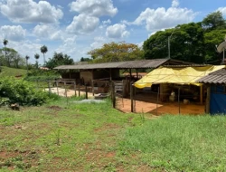 SÍTIO  DE 4 HECTARES- LOCALIZADO PRÓXIMO Á  BR-262 - APENAS 18 KM DO TREVO DE PARÁ DE MINAS.