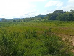 FAZENDA ENTRE PEQUI E MARAVILHAS