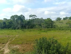 FAZENDA ENTRE PEQUI E MARAVILHAS