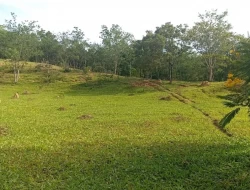 FAZENDA ENTRE PEQUI E MARAVILHAS