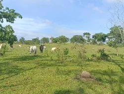 FAZENDA ENTRE PEQUI E MARAVILHAS