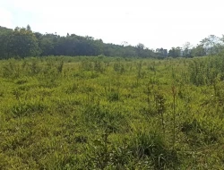 FAZENDA ENTRE PEQUI E MARAVILHAS