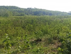 FAZENDA ENTRE PEQUI E MARAVILHAS