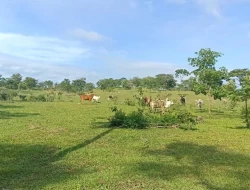 FAZENDA ENTRE PEQUI E MARAVILHAS