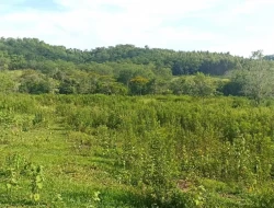 FAZENDA ENTRE PEQUI E MARAVILHAS