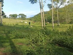 FAZENDA ENTRE PEQUI E MARAVILHAS