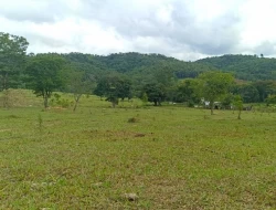 FAZENDA ENTRE PEQUI E MARAVILHAS