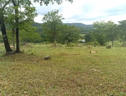 FAZENDA ENTRE PEQUI E MARAVILHAS