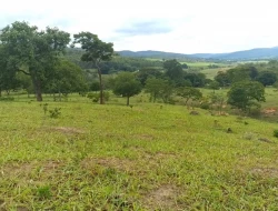 FAZENDA ENTRE PEQUI E MARAVILHAS