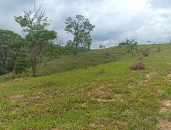 FAZENDA ENTRE PEQUI E MARAVILHAS
