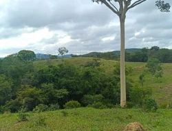 FAZENDA ENTRE PEQUI E MARAVILHAS