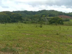 FAZENDA ENTRE PEQUI E MARAVILHAS