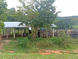 FAZENDA ENTRE PEQUI E MARAVILHAS