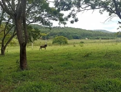 FAZENDA ENTRE PEQUI E MARAVILHAS
