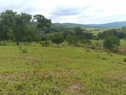 FAZENDA ENTRE PEQUI E MARAVILHAS