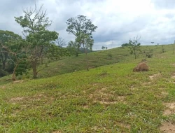 FAZENDA ENTRE PEQUI E MARAVILHAS