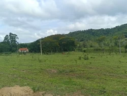 FAZENDA ENTRE PEQUI E MARAVILHAS